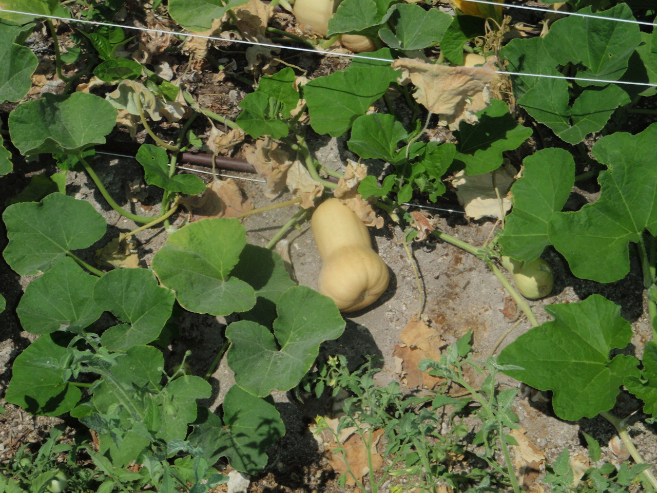 How to Feed Your Bearded Dragon Butternut Squash A Beginner's Guide Bearded Dragon