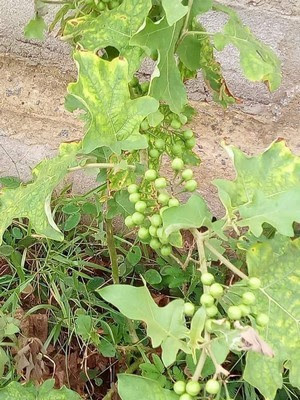 vertus aubergine sauvage gurison tous tweeter