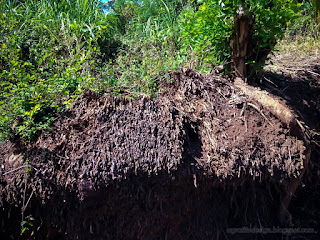 Dead Coconut Tree Roots And Shrub Plants In Agricultural Land At The Village Ringdikit North Bali Indonesia