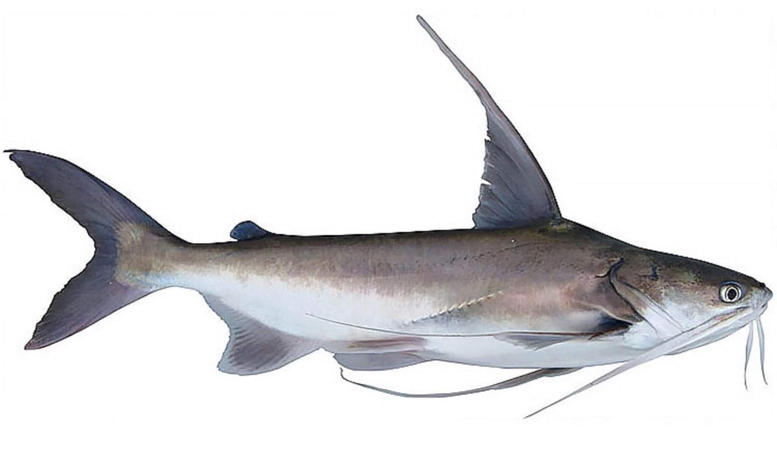 Bagre Bandeira (Bagre marinus)