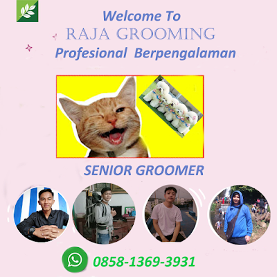 Grooming Anjing Panggilan Dan Grooming Kucing Panggilan Ke Rumah ~ Jasa