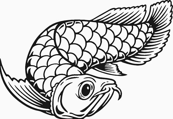 gambar mewarnai ikan cupang