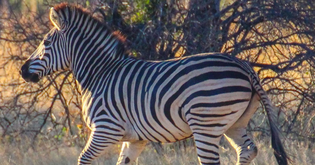 Cannundrums Burchell's Zebra