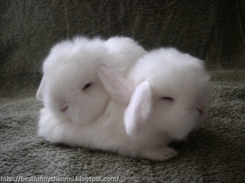 Two white bunnies.