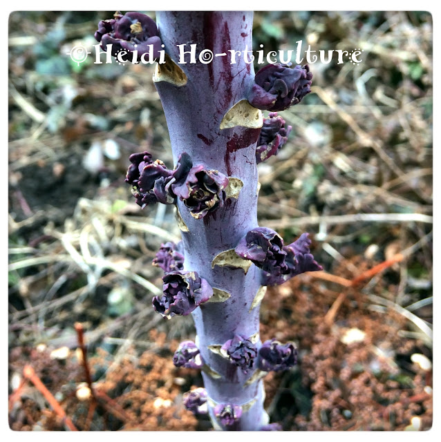 Heidi Horticulture Overwintering Kale