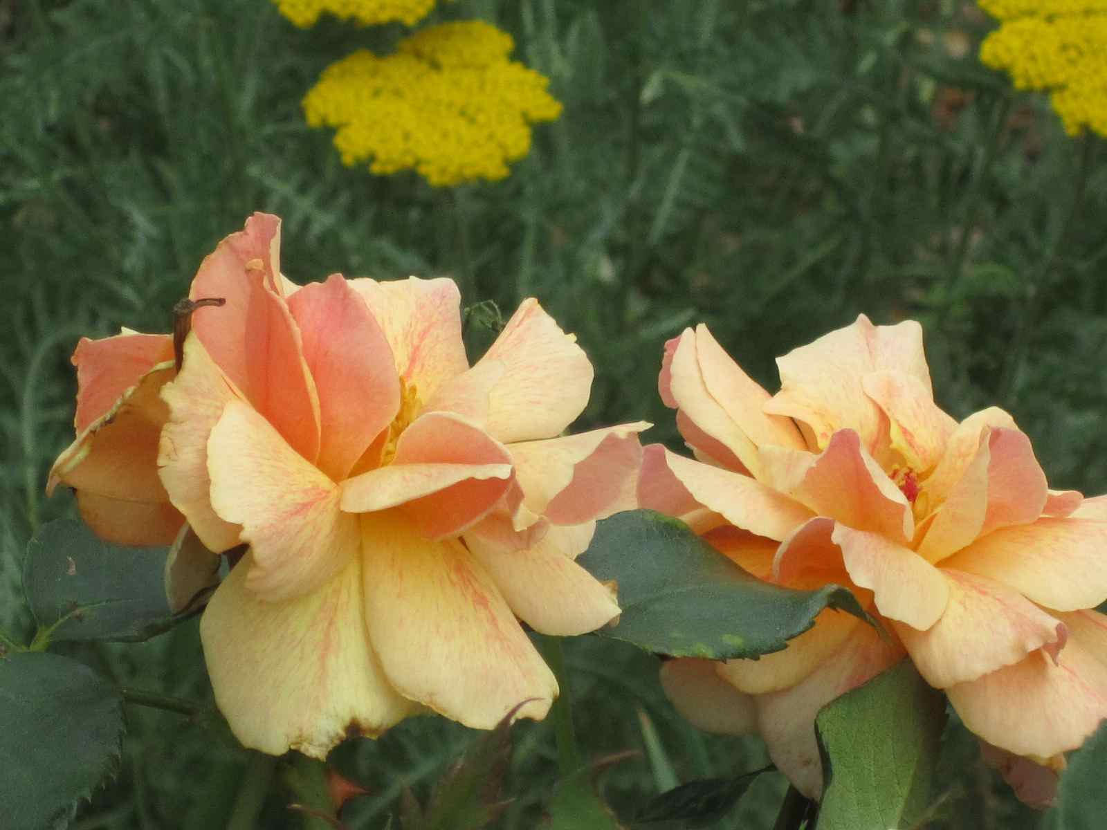 Roses and Other Gardening Joys The Big Bloom