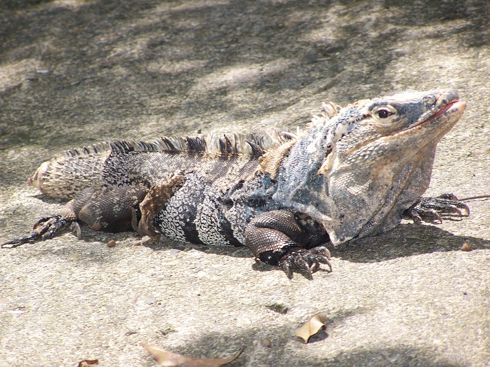 iguana jakarta