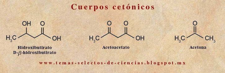 metabolismo de la glucosa acetoacetato en diabetes metabolismo de la glucosa acetoacetato en diabetes