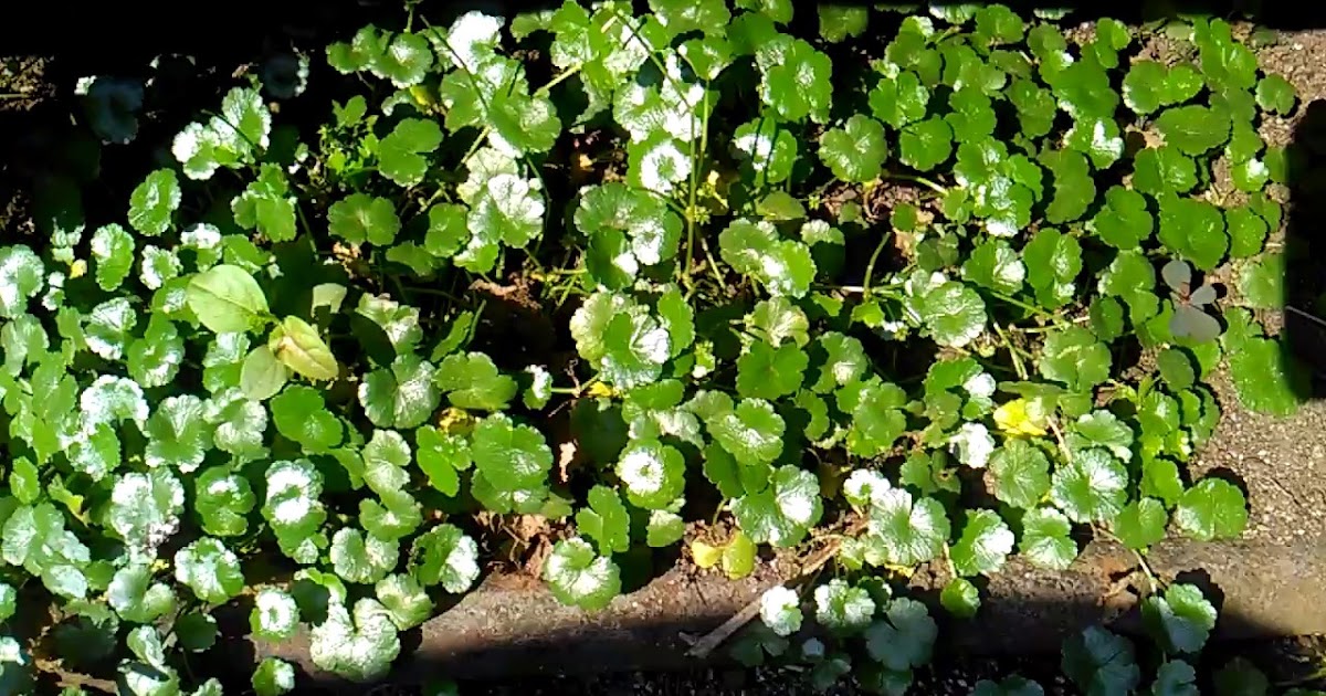 Jenis Tumbuhan yang Bisa Dimakan di Hutan dan Gunung - fikriamiruddin.com