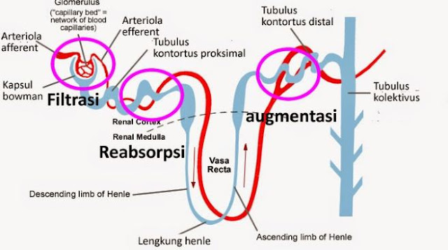Jelaskan Perbedaan Proses Filtrasi Glomerulus Reabsorbsi Tubulus Dan Augmentasi Dalam Pembentukan Urine Blog Pak Pandani