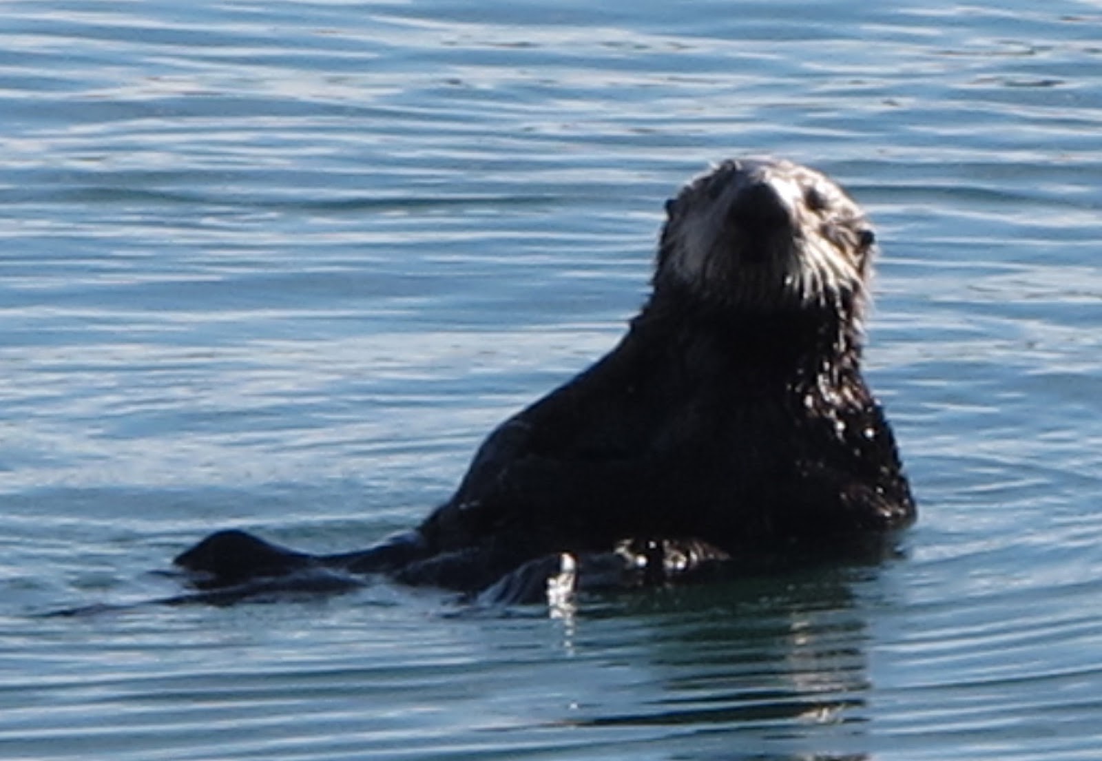 Squirrel's View: Sea Otters at Morro Bay, California
