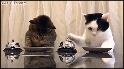 Amazing Cat GIF • Hungry cats. "Waiter please." When your cats know how to ring the bell to order their dinner Amazing Cat GIF • Hungry cats. "Waiter please." When your cats know how to ring the bell to order their dinner