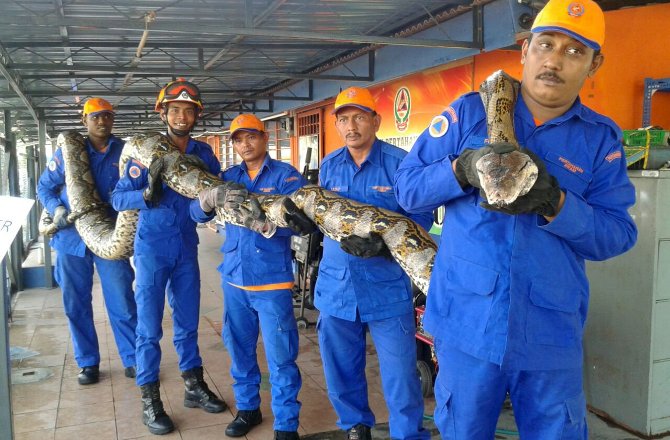 poly news update: the world biggest 26-Foot-Long Python in Malaysia