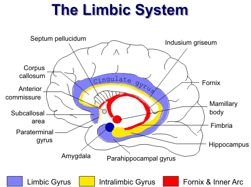 Limbic System