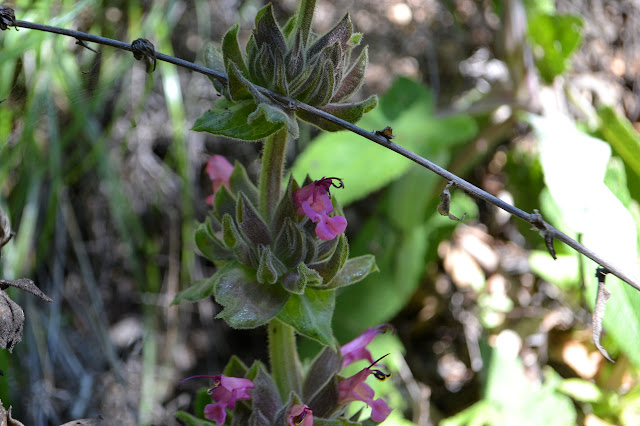 hummingbird sage