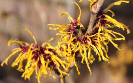 فوائد نبات بندق الساحرة للبشرة فوائد نبات بندق الساحرة للبشرة