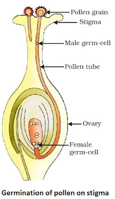 assignment on how do organisms reproduce class 10