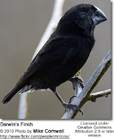 Galapagos Finch