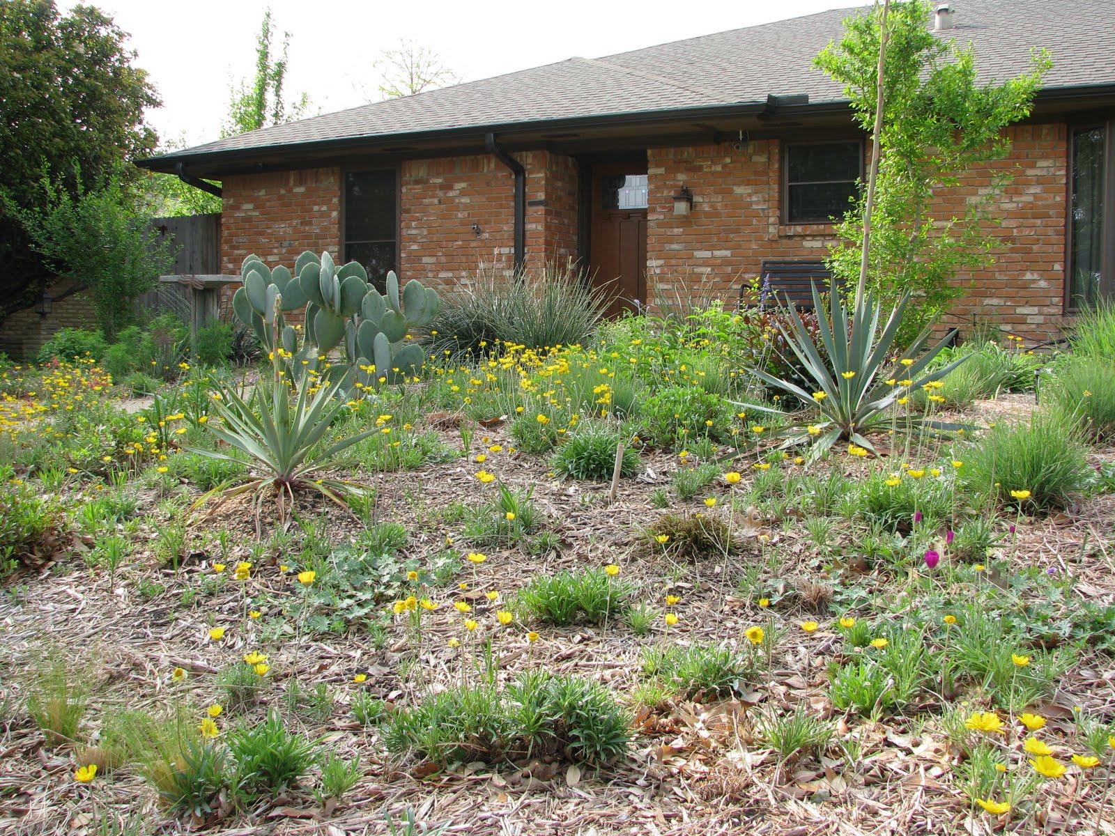 Plano Prairie Garden: Spring Flowers on the Prairie