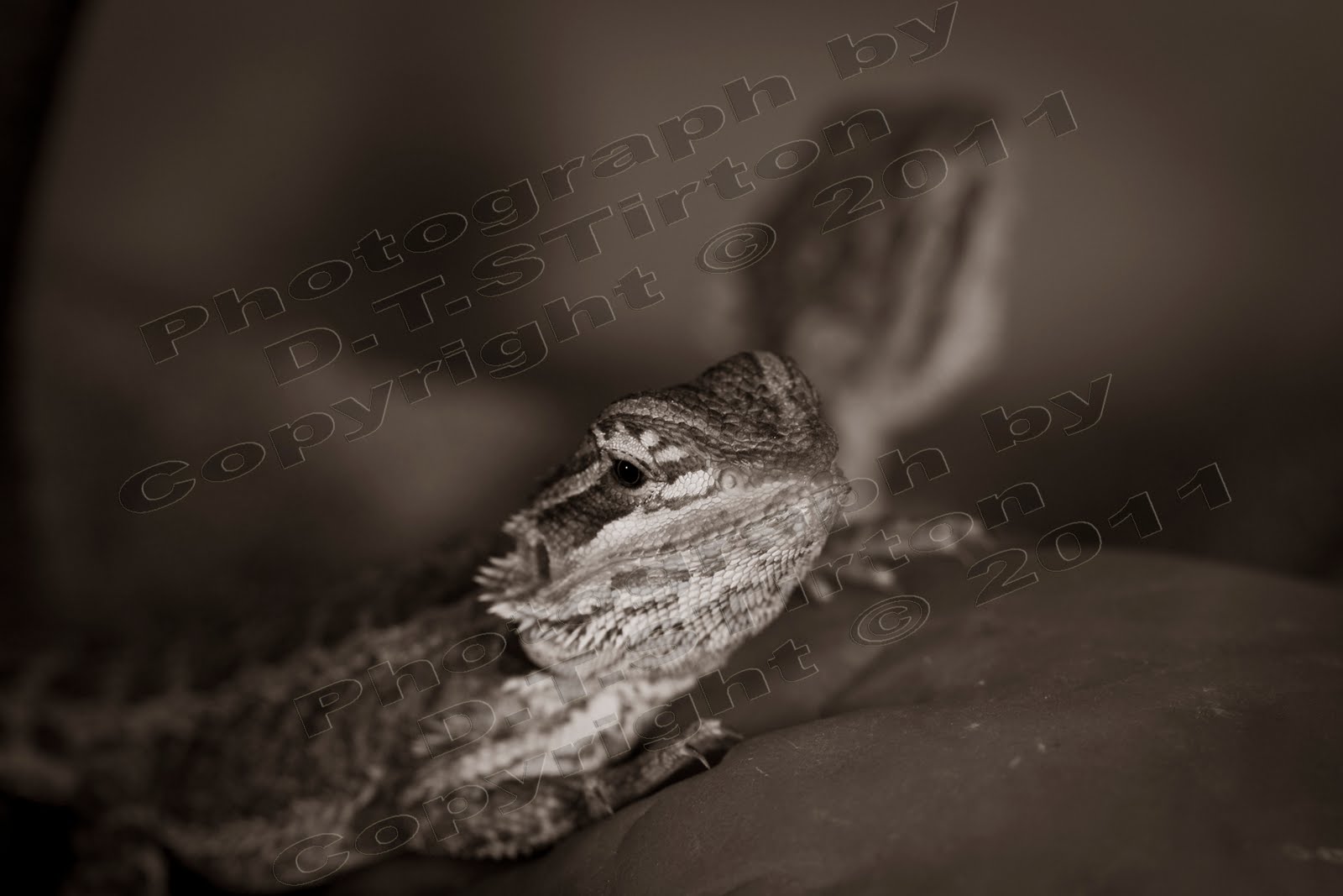 bearded-dragon-pores.jpg