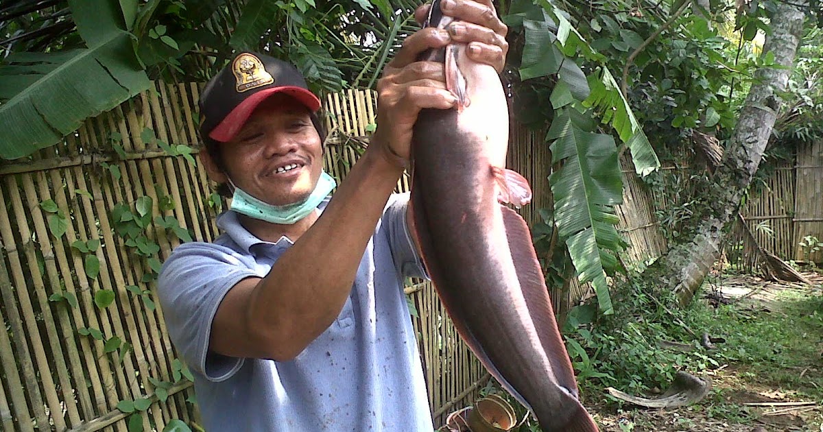 Master Essen Ikan Lele - Toko Umpan Master Essen 100 % Asli Original