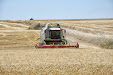 Harvesting barley 2013 with Claas Lexion