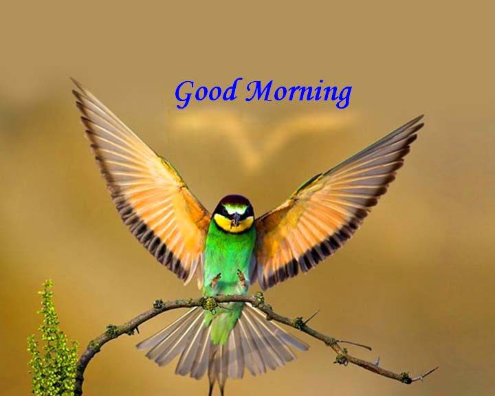 33+ Good Morning Jpg Images Download Pictures