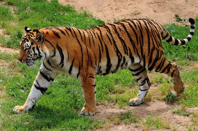 Deskripsi Harimau dalam Bahasa Inggris dan Artinya