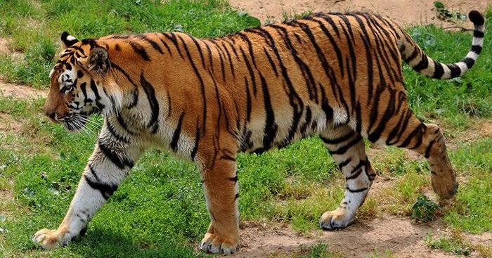 Ciri Ciri Harimau Dalam Bahasa Inggris Dan Artinya Bahasa Inggris Xyz