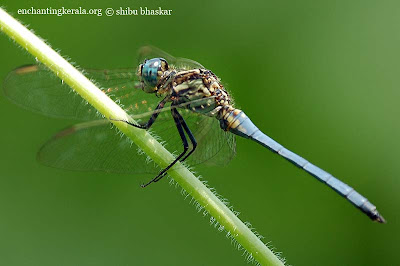 Photographing dragonflies Photographing dragonflies