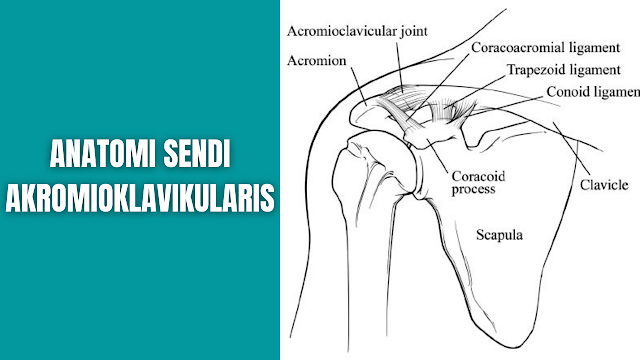 Anatomi Sendi Akromioklavikularis Manusia - Anatomi Tutorial