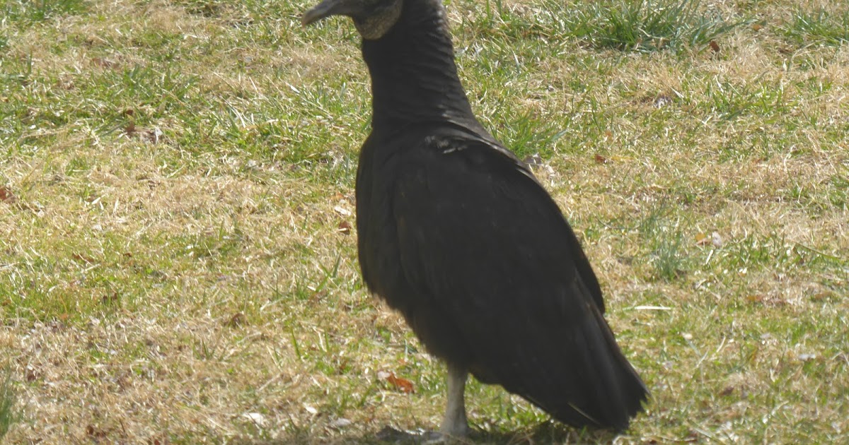 Scientist on the Roof Vultures on the Roof