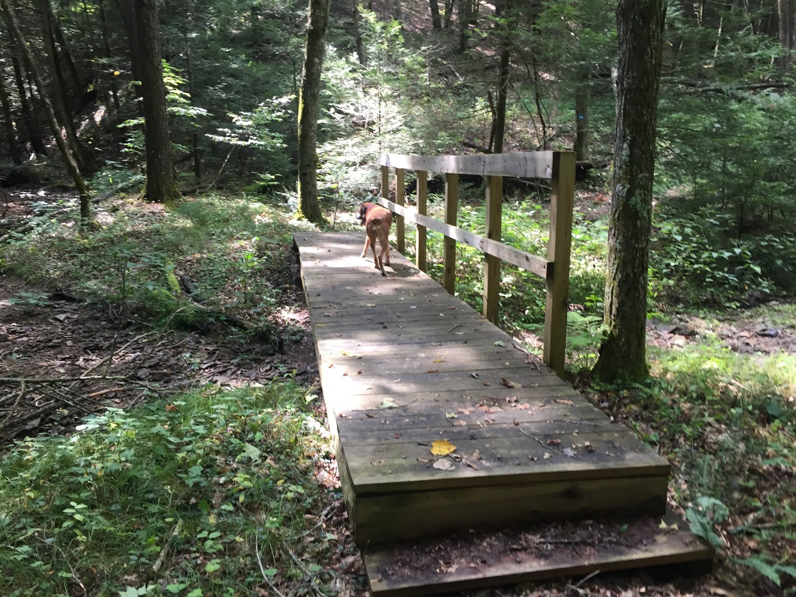 Wandering Virginia Two Lick Trail, West Virginia