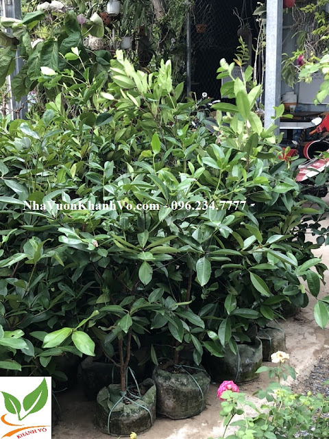 cherry%2B600.jpg