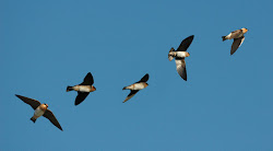 swallows mei zwaluwen