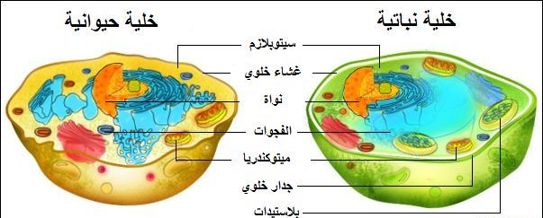 بالمجهر فقط أن نستطيع نرى الخلايا نستطيع رؤية