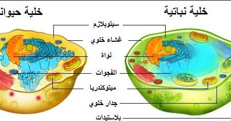 التكاثر من وظائف المخلوقات الحية