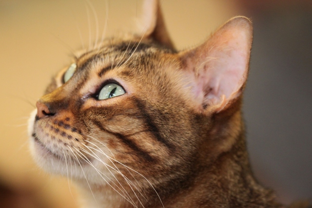 Rawr Korea: Cat's Attic Gangnam Seoul South Korea