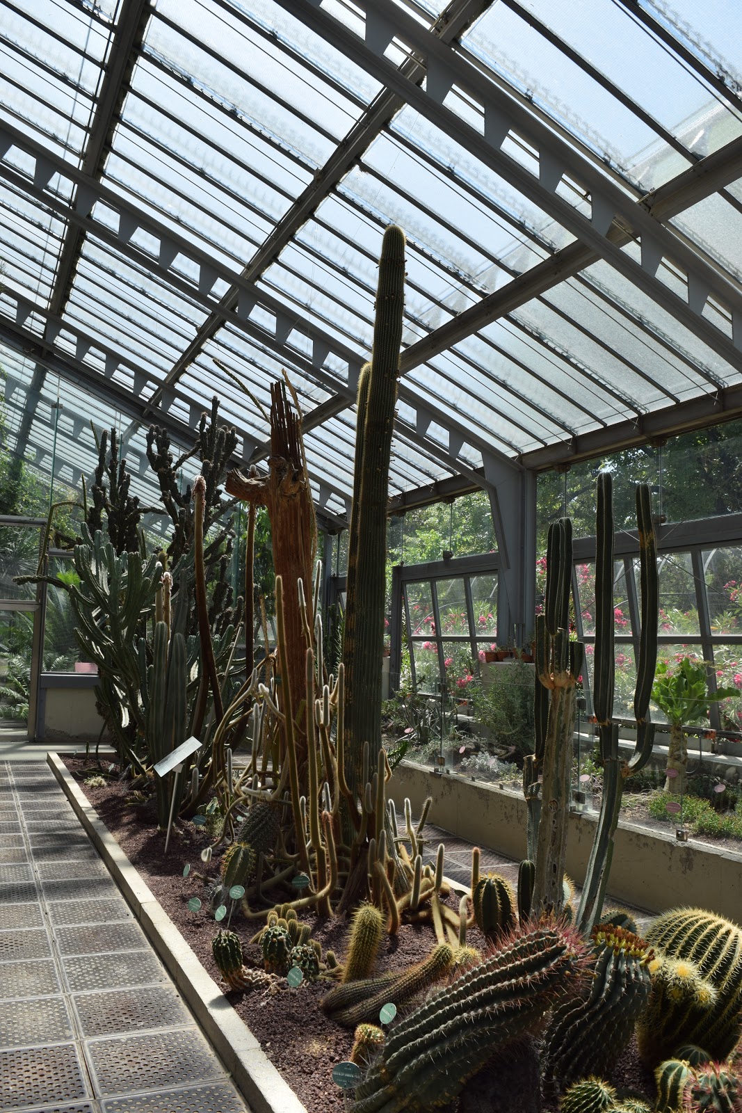 Cacti botanic gardens