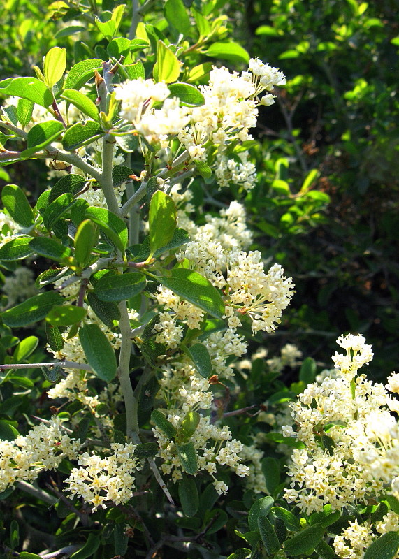 Sydney S Wildflowers And Native Plants Lissanthe Strigosa Peach