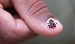 Paedophryne amauensis is the first on the list of the smallest animals in the world.