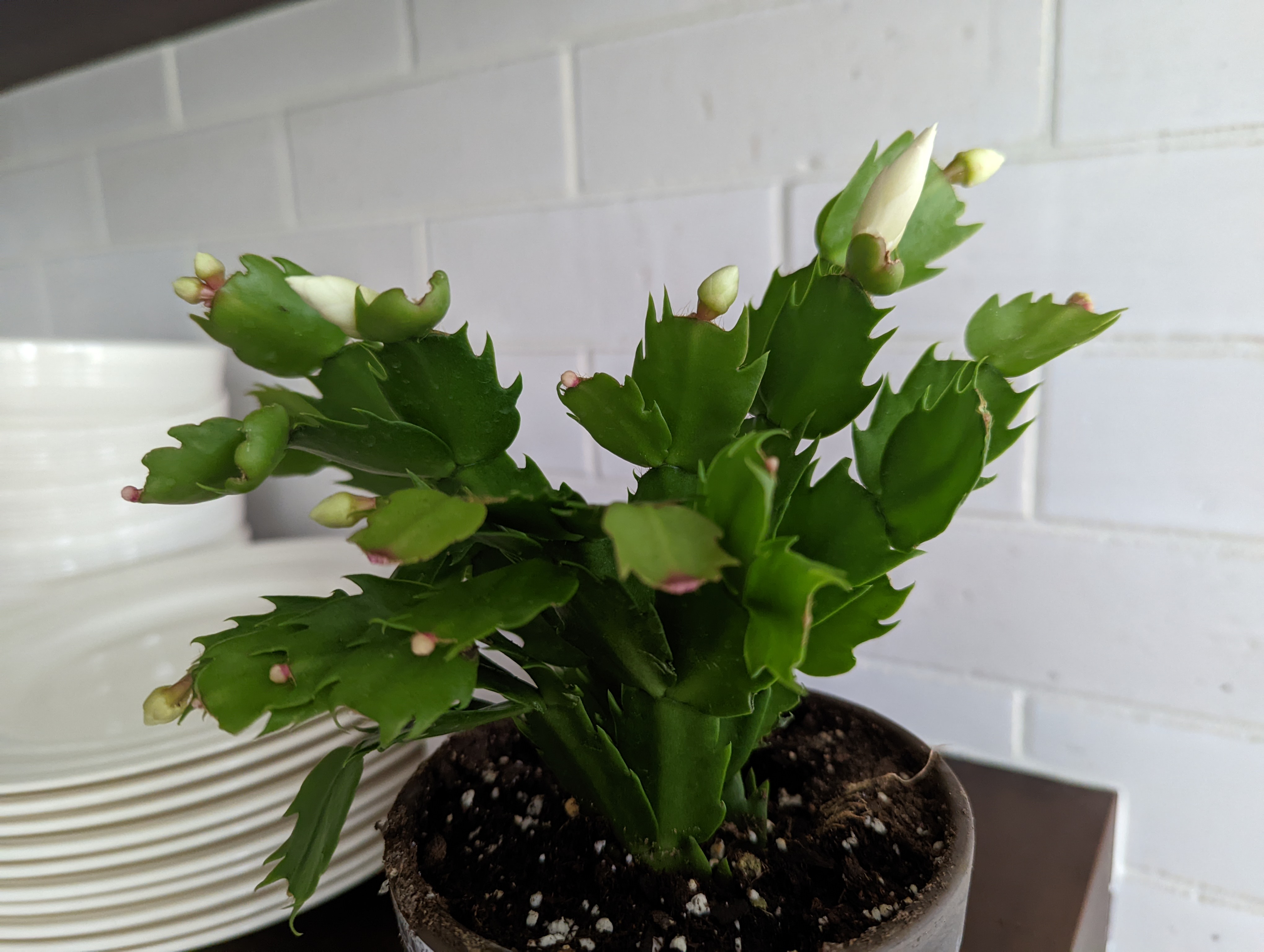 Christmas Cactus White Flower Buds Early December 2021 Christmas Cactus White