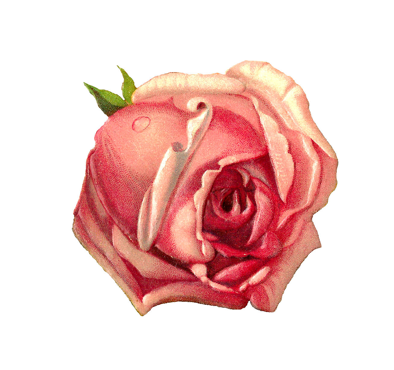 free clip art vintage roses - photo #29