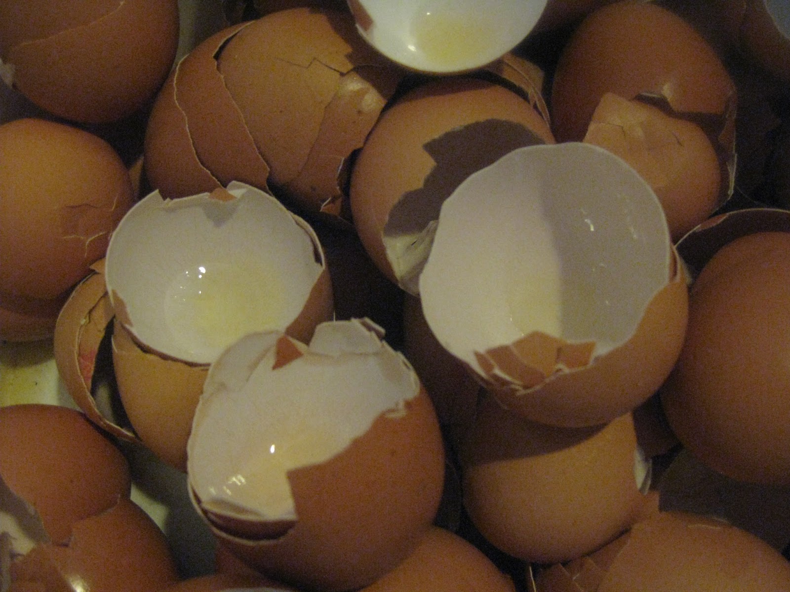 Feeding egg shells to chickens...