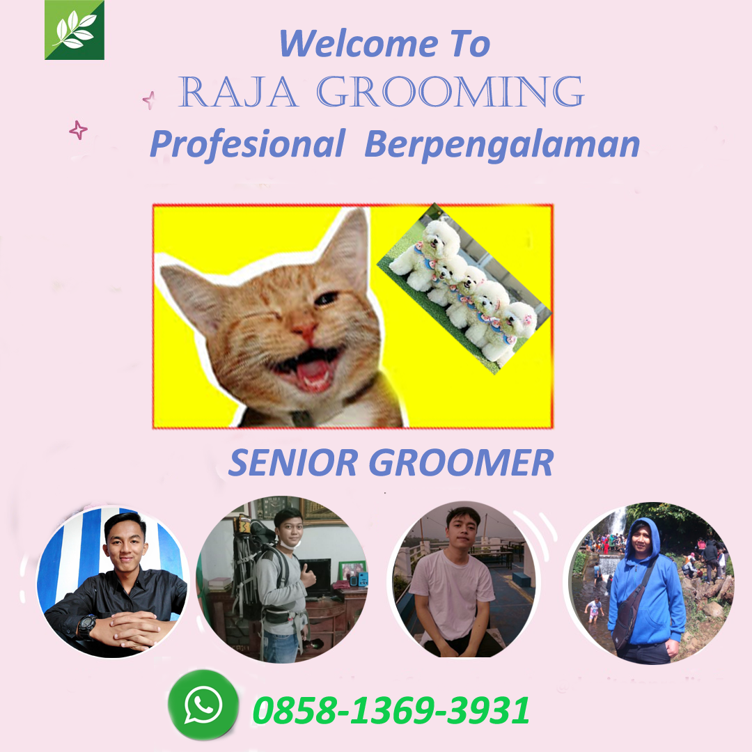 Jasa Grooming Anjing Dan KucingTerdekat Panggilan Ke Rumah ~ Jasa