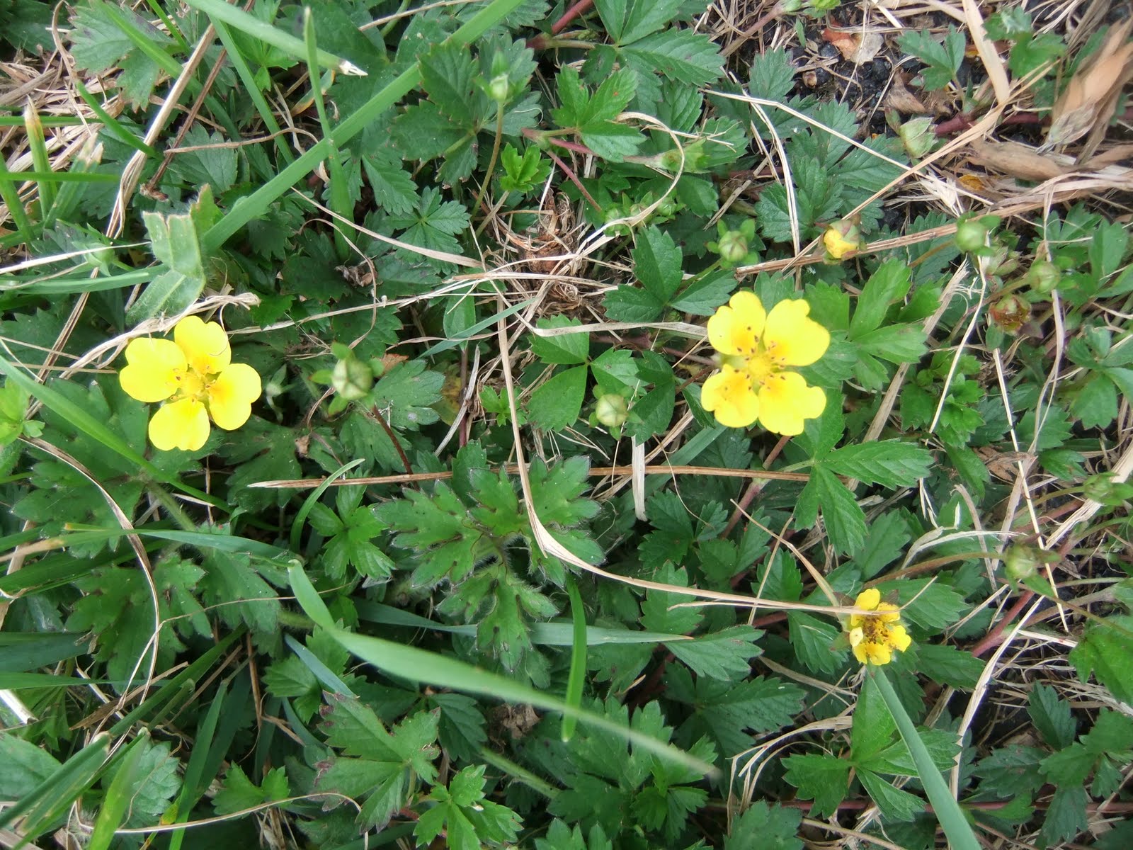 Anglesey Wild Flower Meadow: Todays list of identified plants