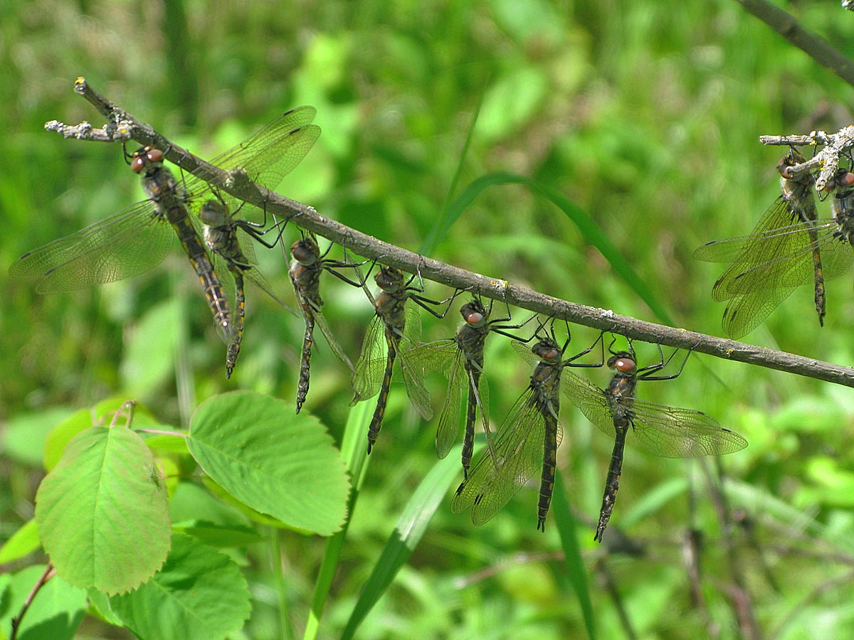 Northwest Nature Notes A LOT OF DRAGONFLIES