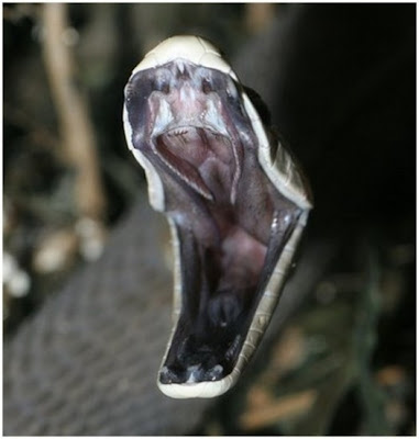 Black Mamba Snake
