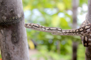 Python, Townsville, Australia