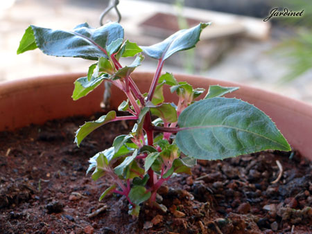 Brinco de princesa - Fuchsia hybrida - Jardinet